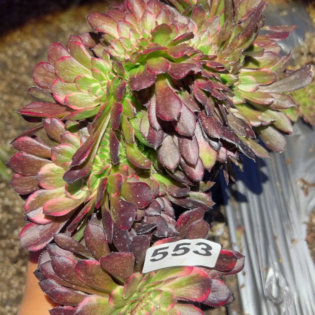 553 号多肉植物法师新年福利