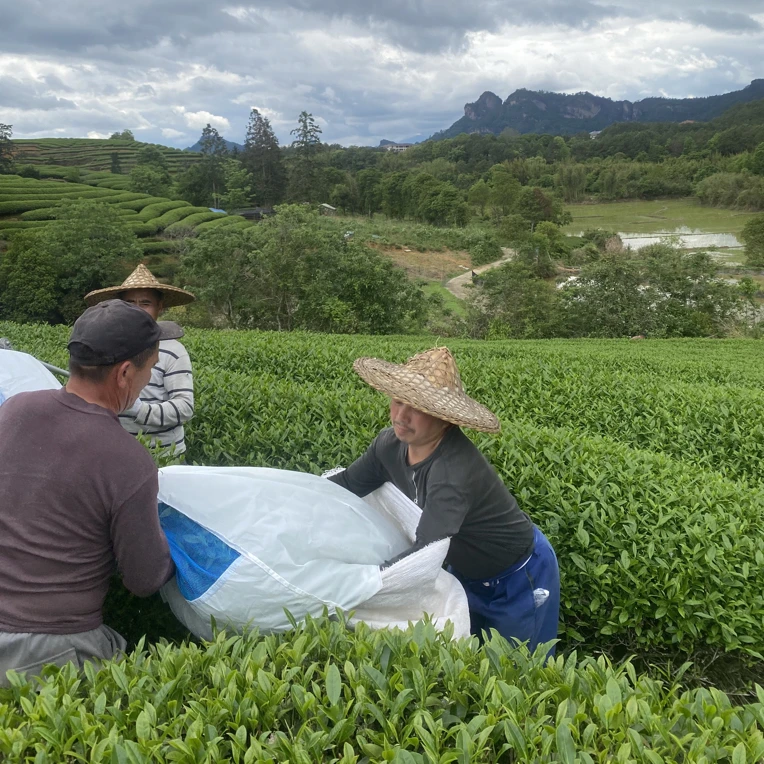 武夷山大王峰桃桂 散茶200g