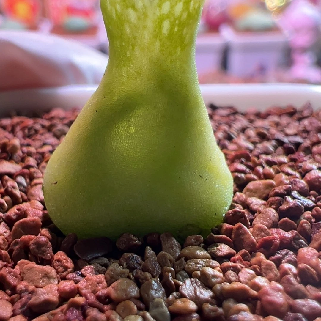 可**宝0517，大型小葫芦，肉锥植物