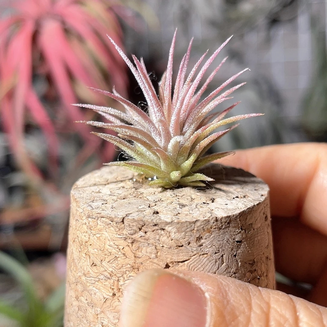 昂宿星52号空气凤梨