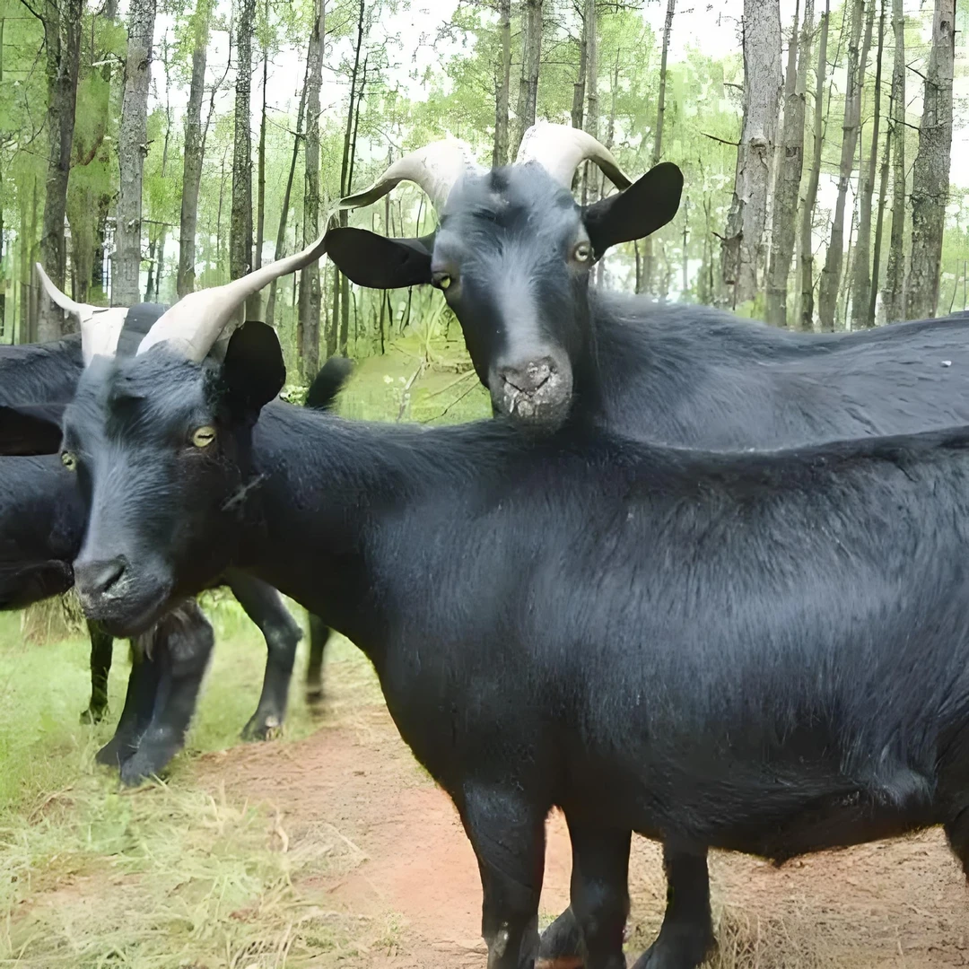 羊蝎子（直播间改价上车）一物一拍