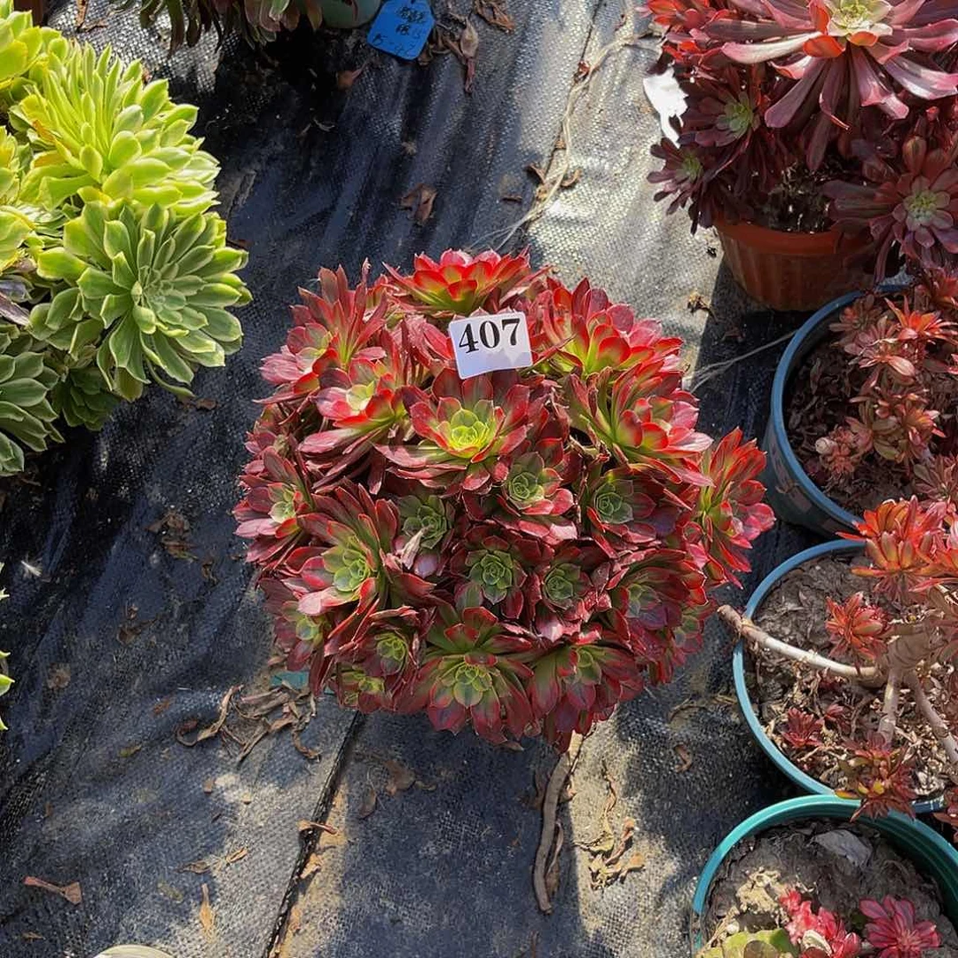 安娜法师多肉1-36