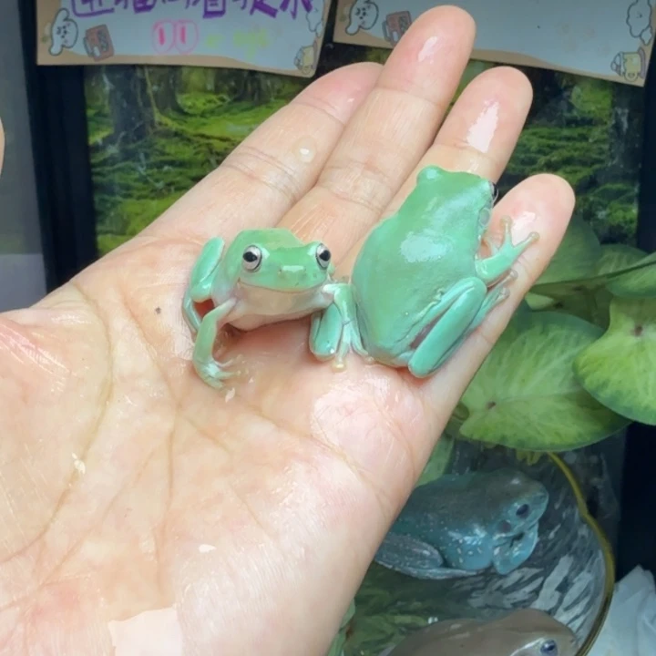 老爷树蛙13 两只价格 青苹果