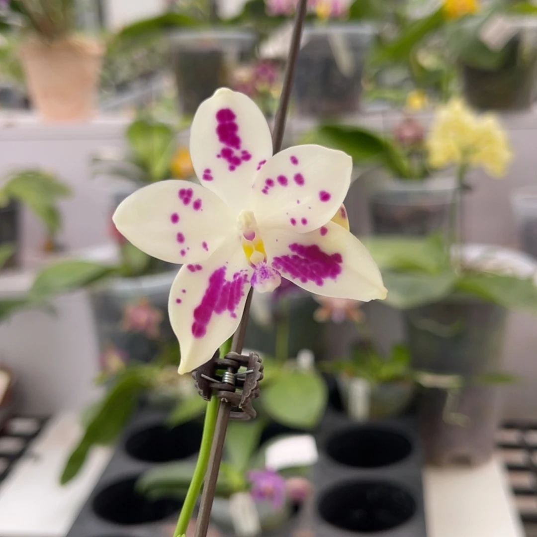 完全开放1495 5寸四梗22J2 一物一拍