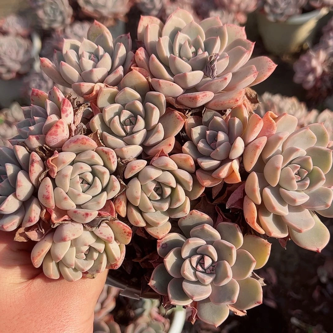 红粉佳人八头起整桩