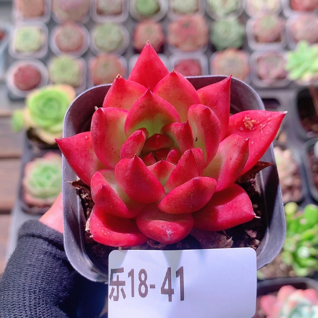 乐然18-41 暮影单头