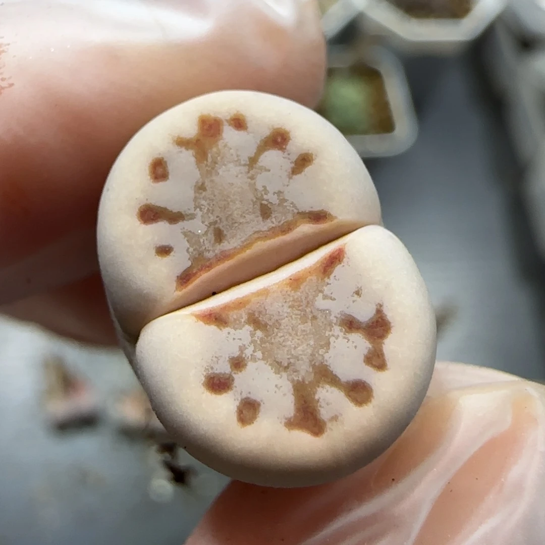 12.1    pv491淡唇寿丽。  5066