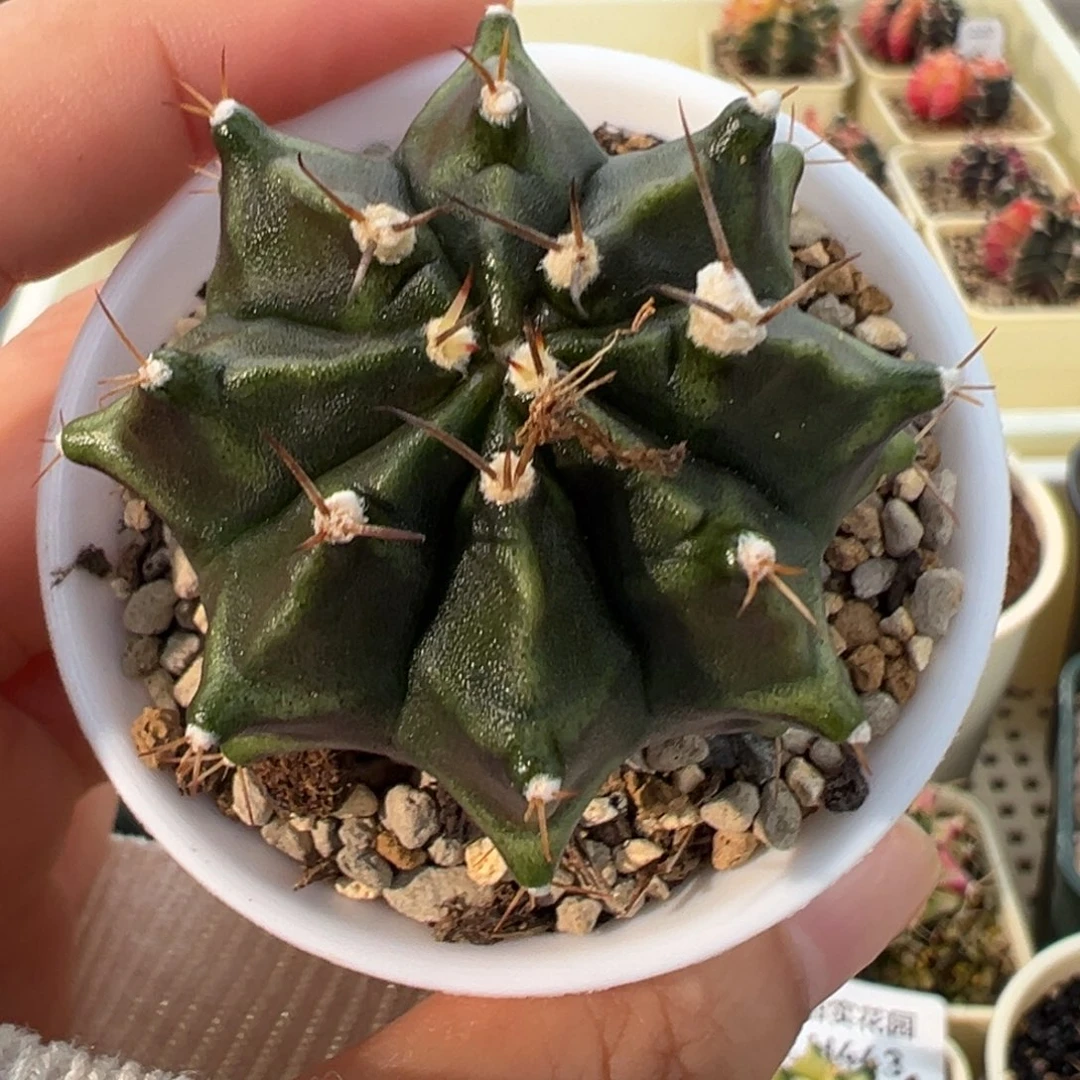 462 好看的米哈冲冲冲