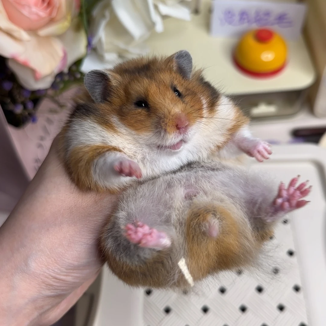 33虎纹妹妹164g3.22