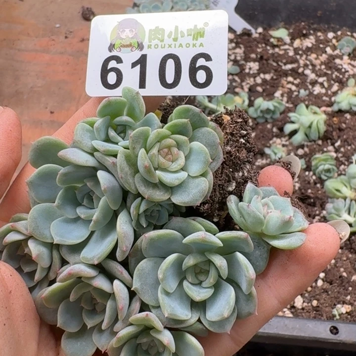 多肉植物多肉植物