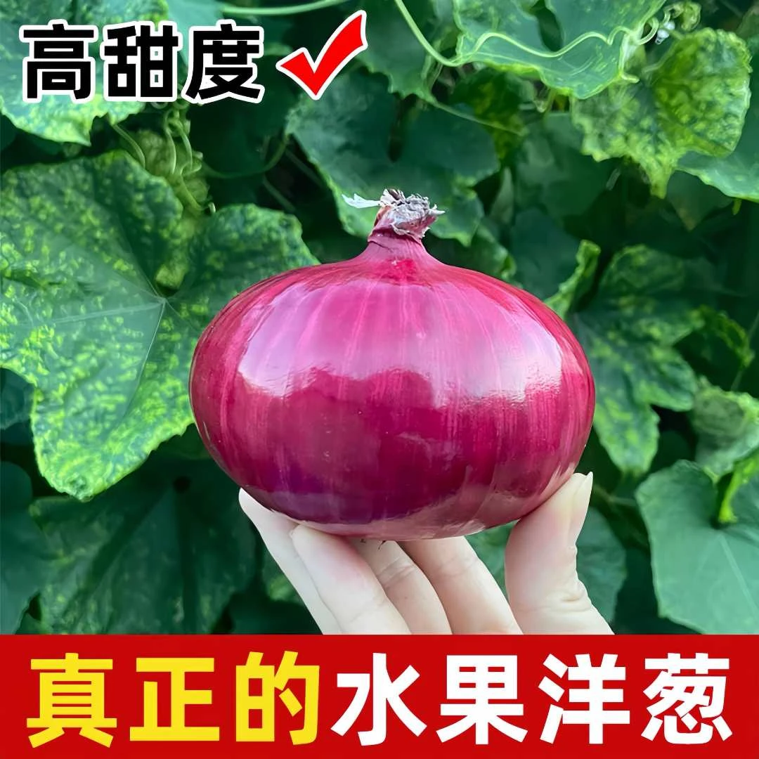 奶萝新鲜现挖生吃脆甜微辣蔬菜洋葱水果紫皮生吃当季新鲜蔬菜