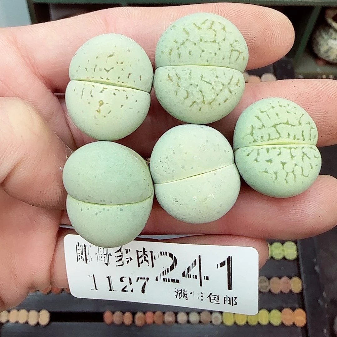 满满18包邮1127-241