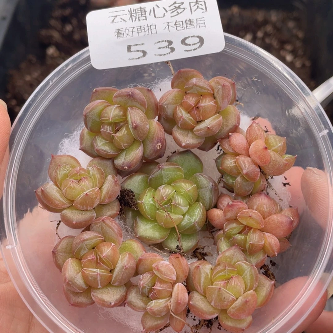 云糖心多肉植物539