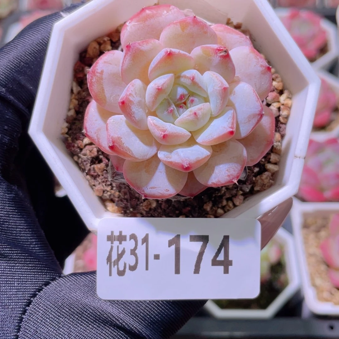 花利美31-174精选糖心  微瑕