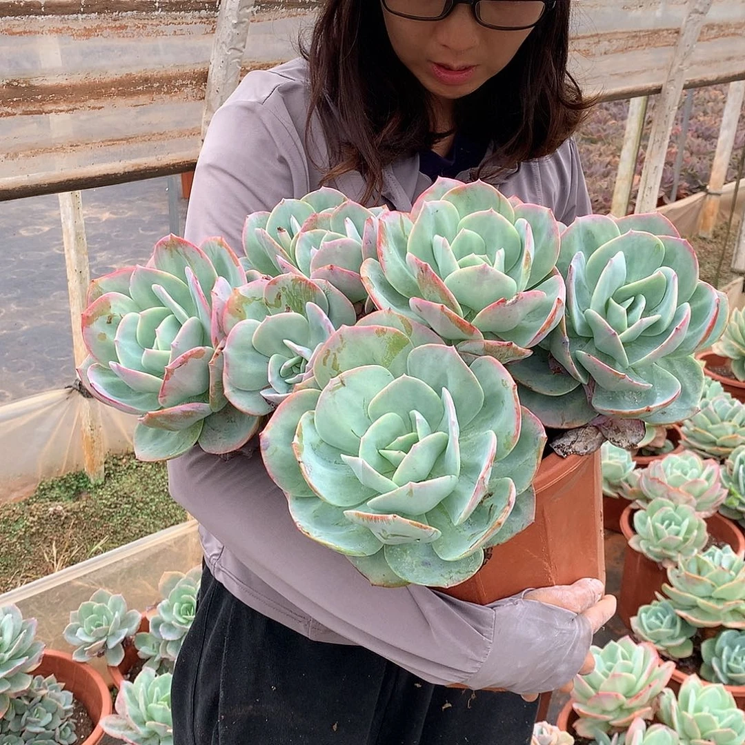 189 凤 一物一拍多肉