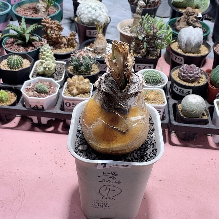 140产地大巨凤之卵