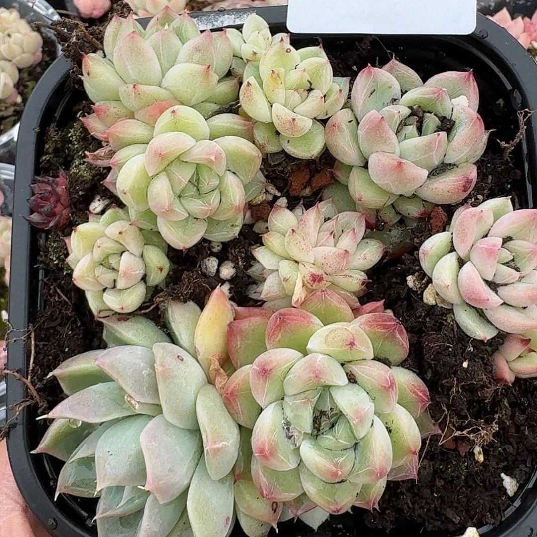 杂交新品珍妮多肉1178