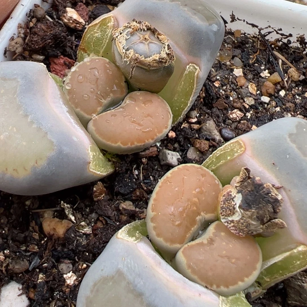 2.22好看的多肉307