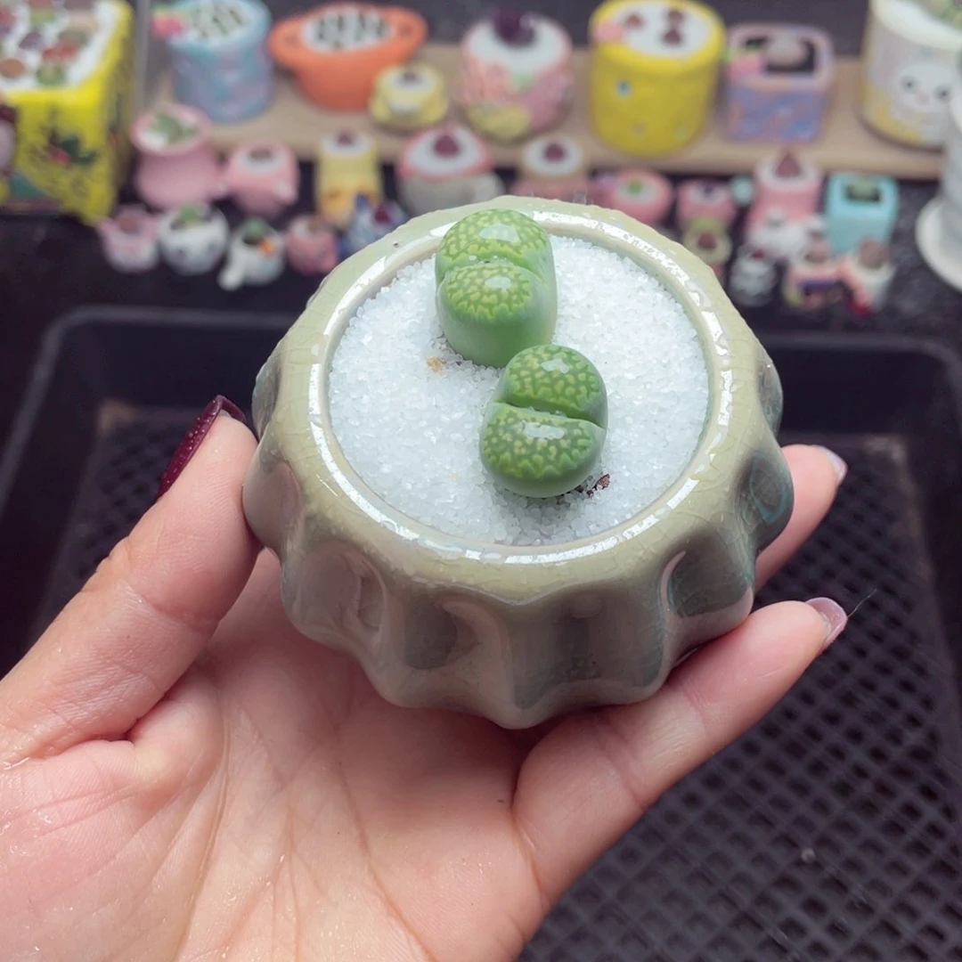 w9801 带盆土发货-零下地区拍保温箱