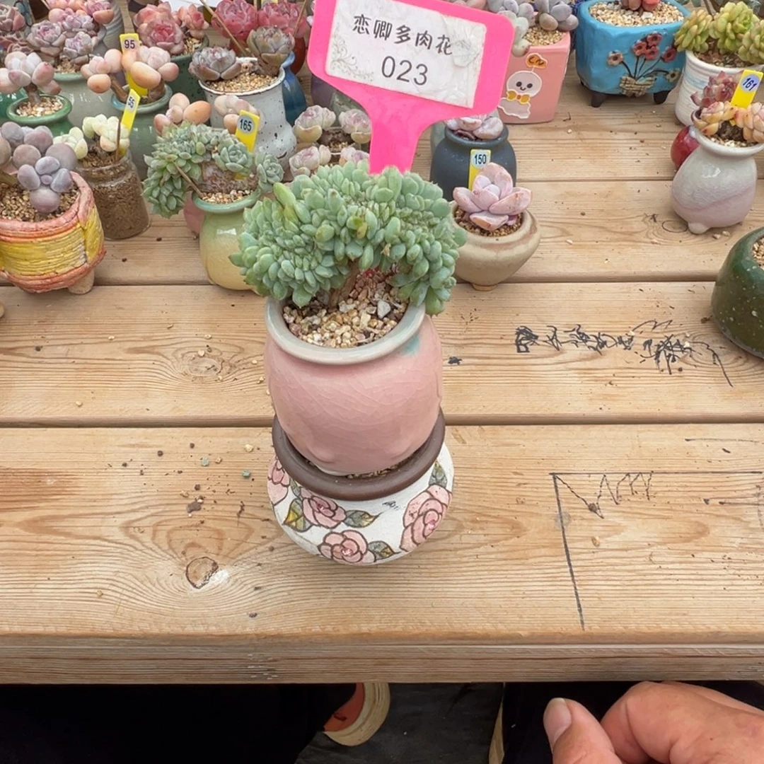 卡***伊023糖心缀带盆发货0000