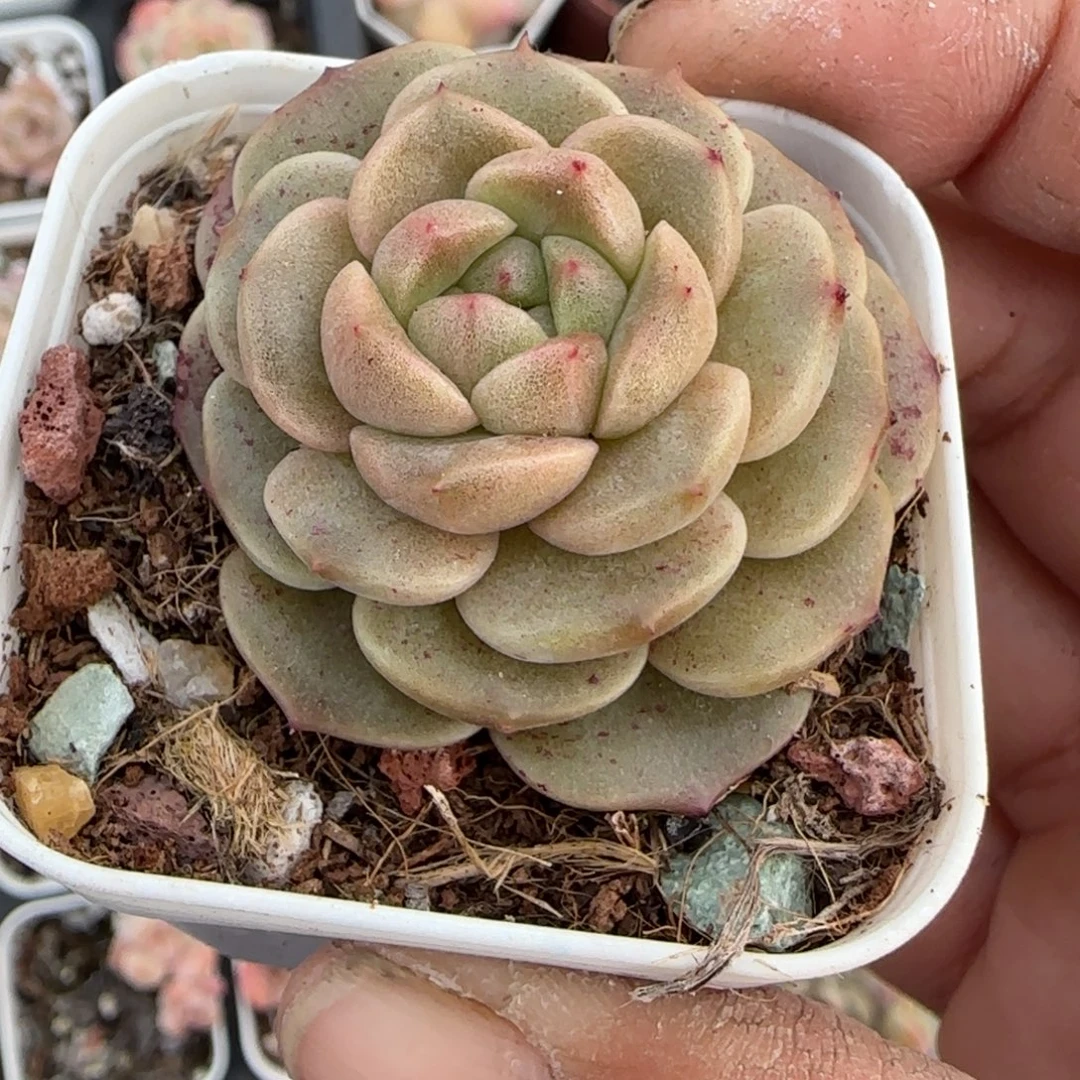 多肉小卡拉米糖心一物一拍