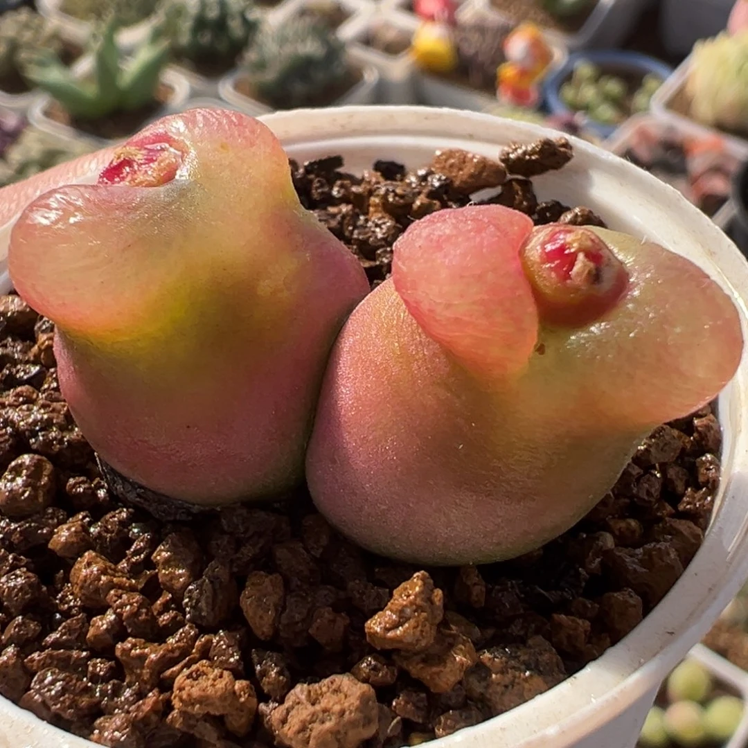 841多肉植物种类多样