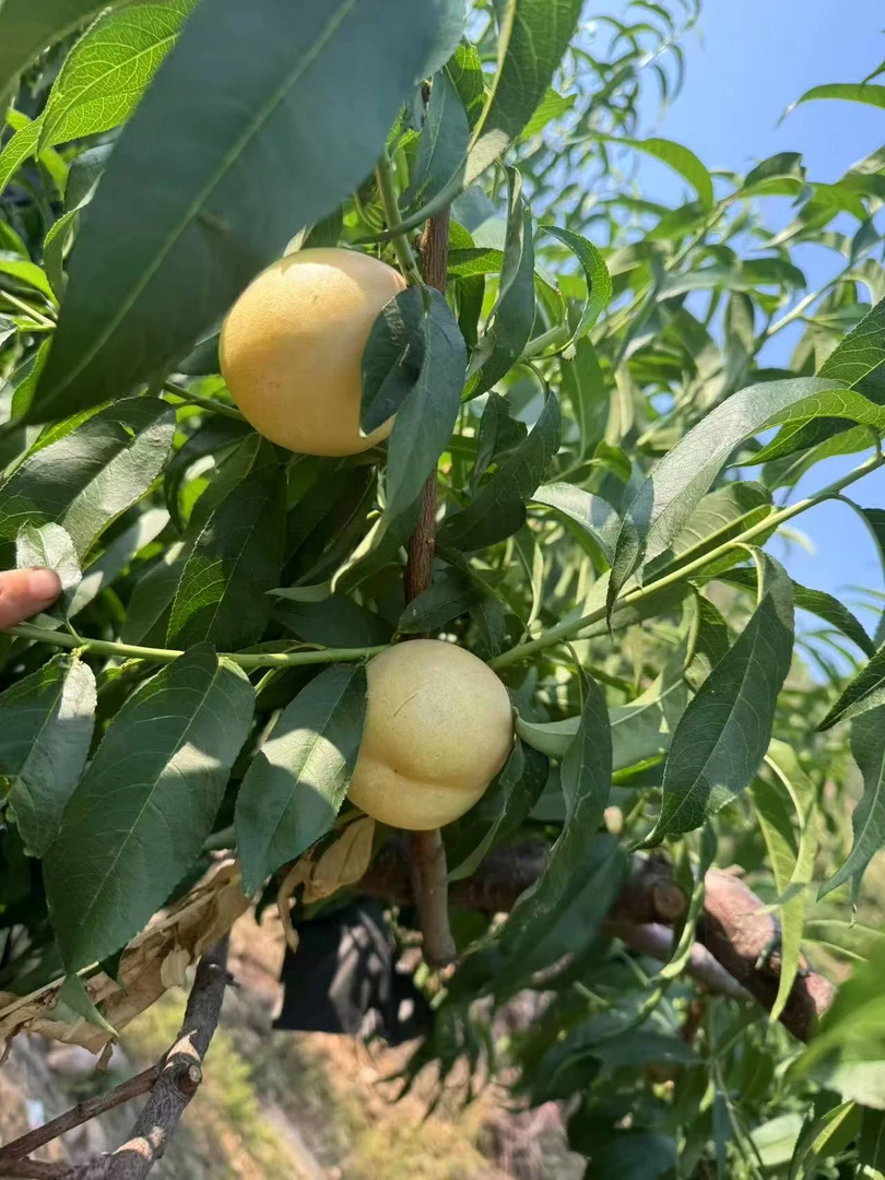 蒙阴油桃蜜玉 微瑕疵自家种植纯甜无酸  现摘现发 微瑕疵