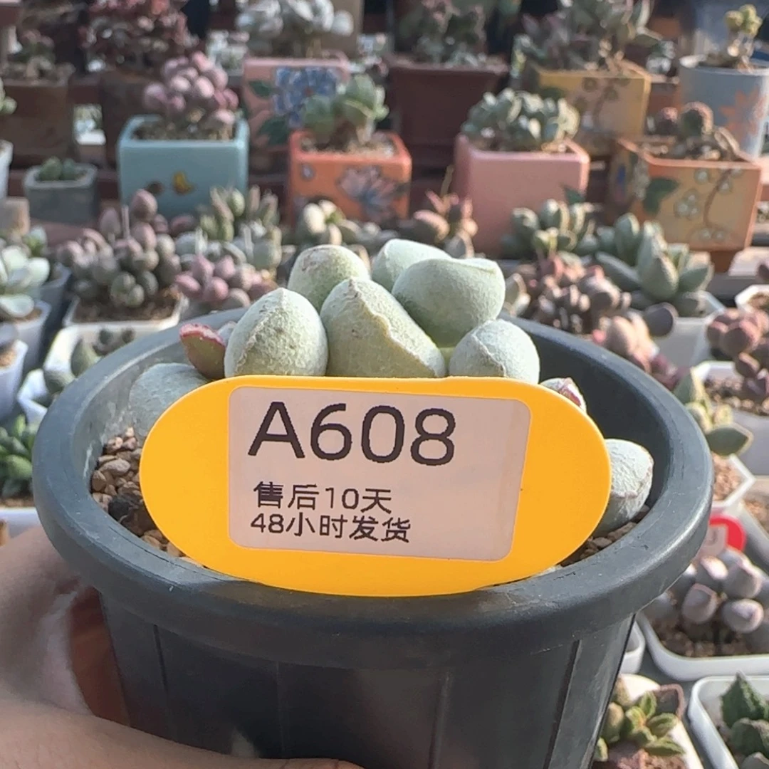 E***O福利。     608。