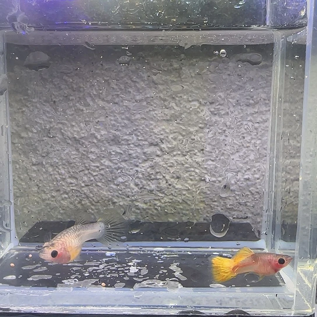 孔雀鱼粉猫短体一对。（18号）
