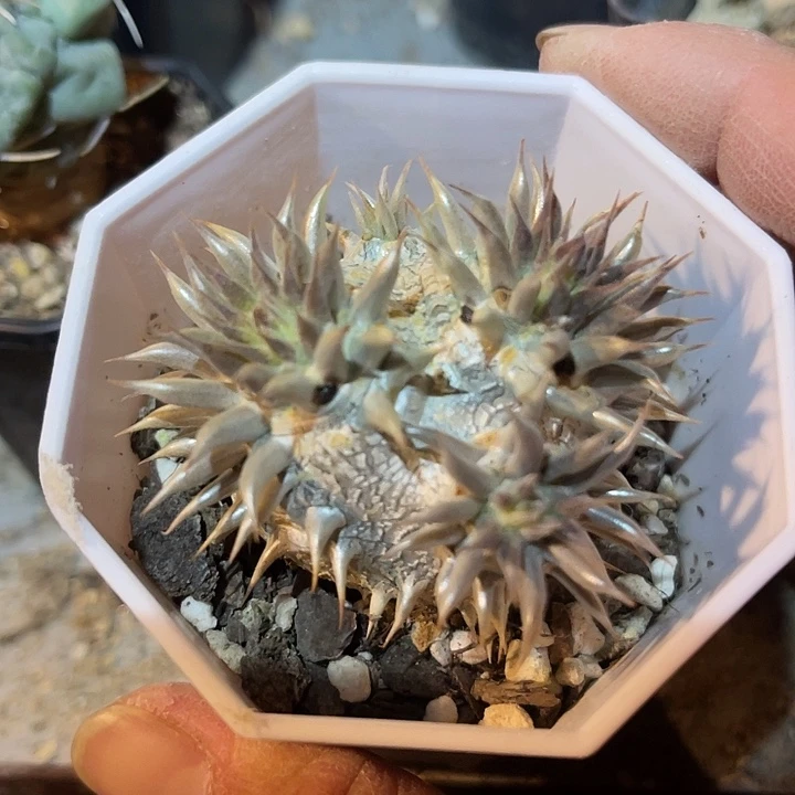 满38包邮2天凑单，脱土晾根发货多肉植物