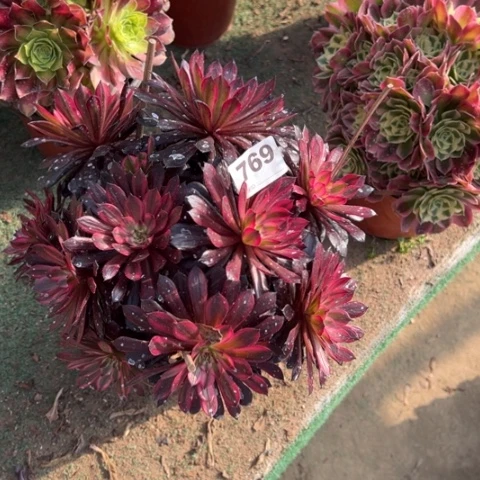 769黑铜锦朵朵多肉，