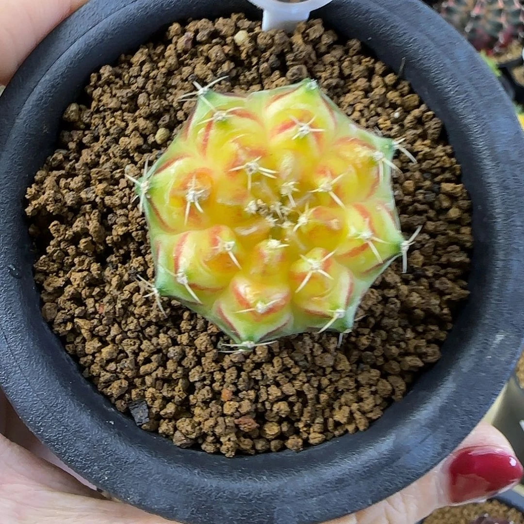 唐***深轮回，福利价直接拍