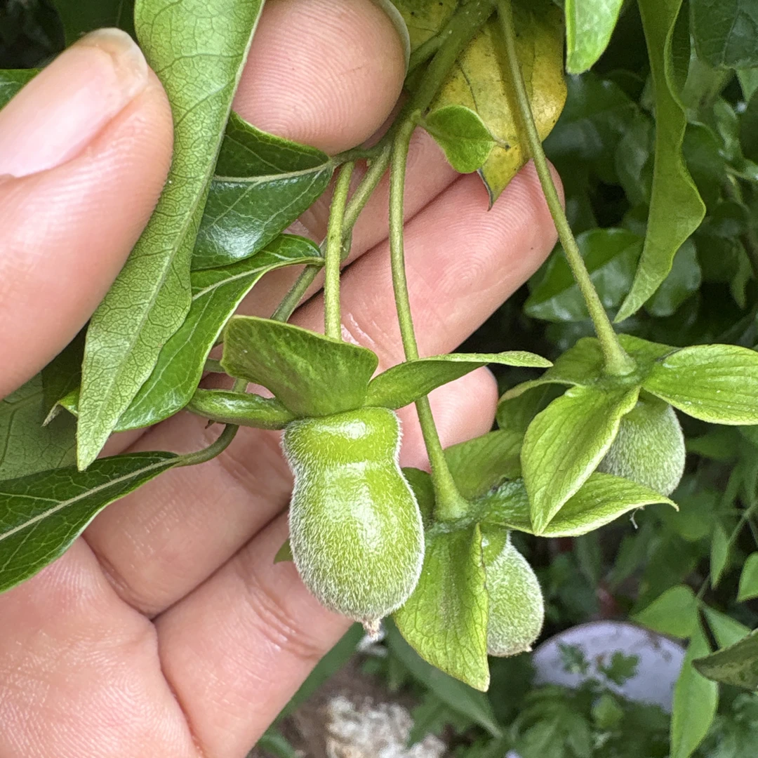 葫芦娃枝条10刀18芽