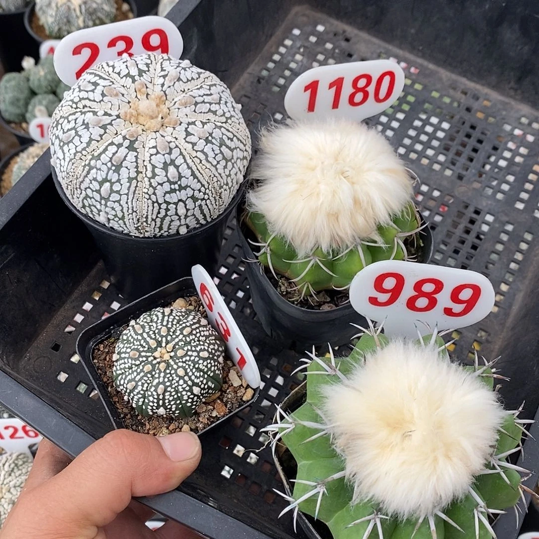 丹***!组合4个福特价咯仙人球