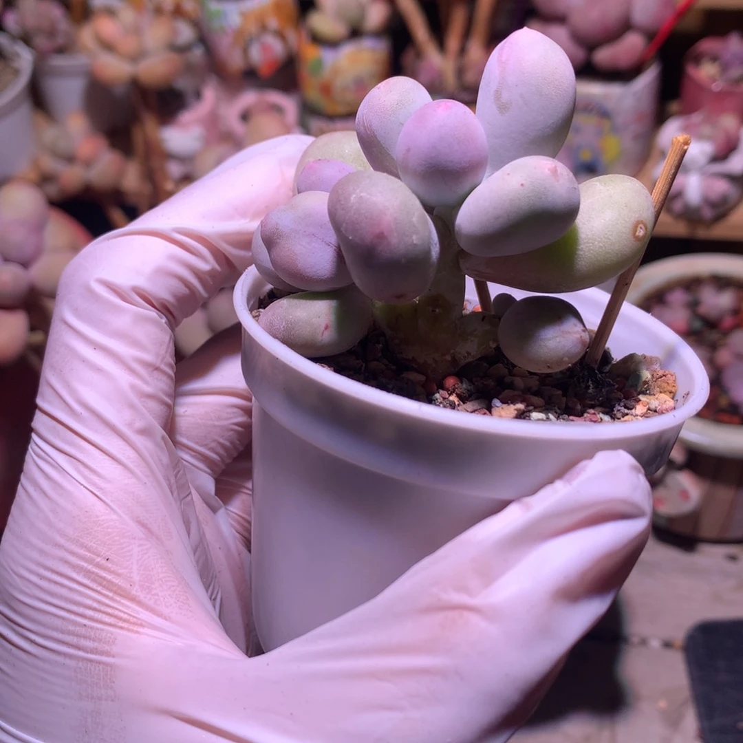 米可奶酪小树米可奶多肉