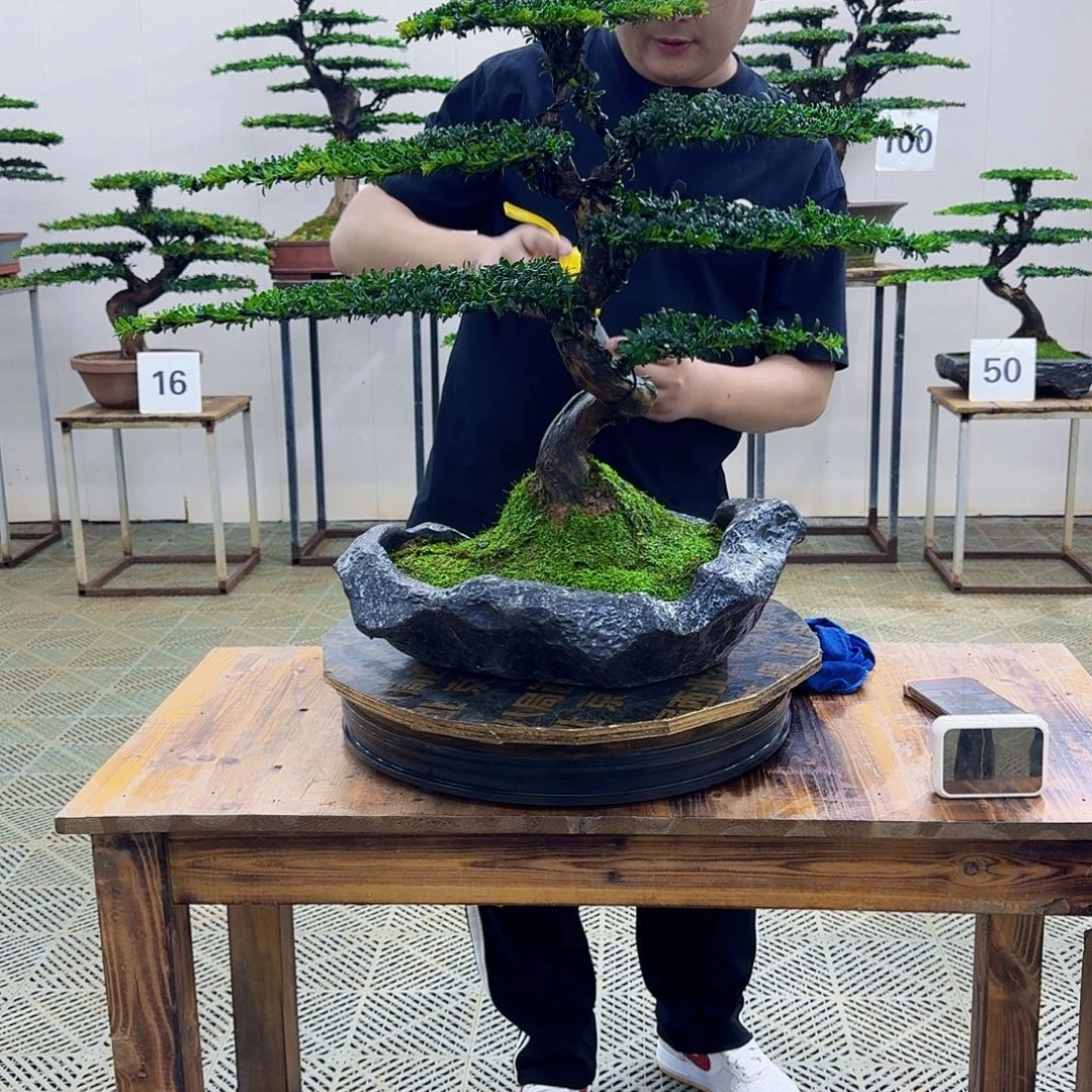 无花朵珍珠红芽罗汉松造型盆景