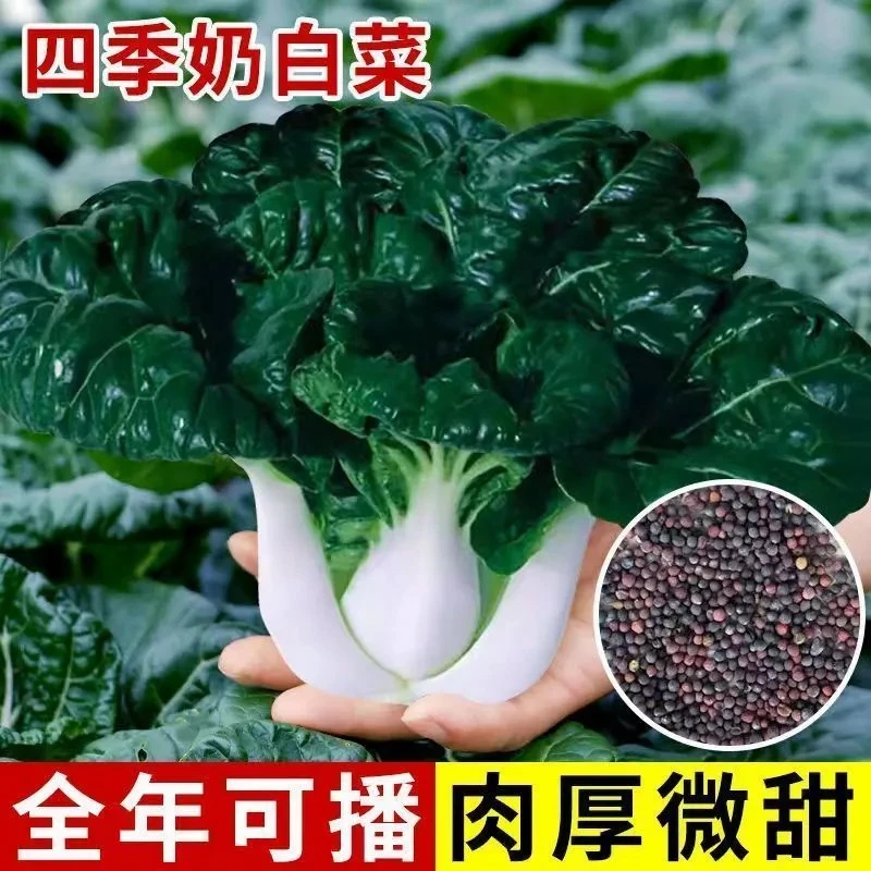 奶油黑叶白菜种子青菜黑油菜春四季蔬菜春秋冬季蔬菜种子高产