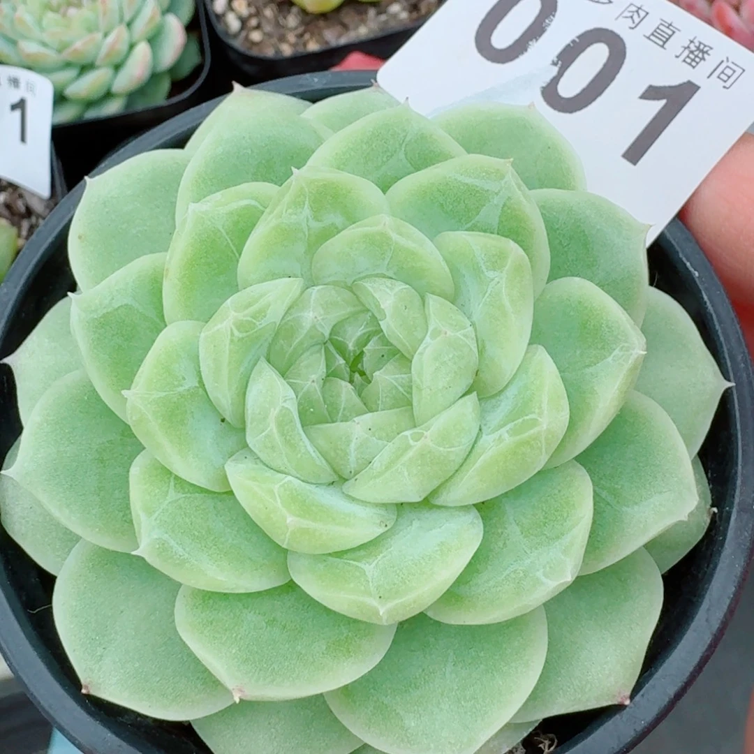 梨花白            精美多肉植物