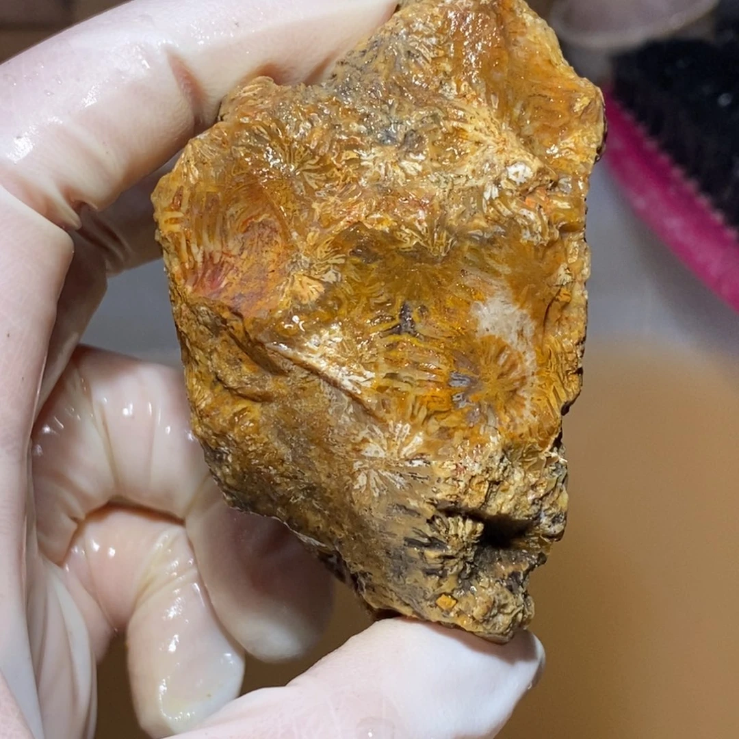 【闪购商品】硅化玉珊瑚玉未镶嵌