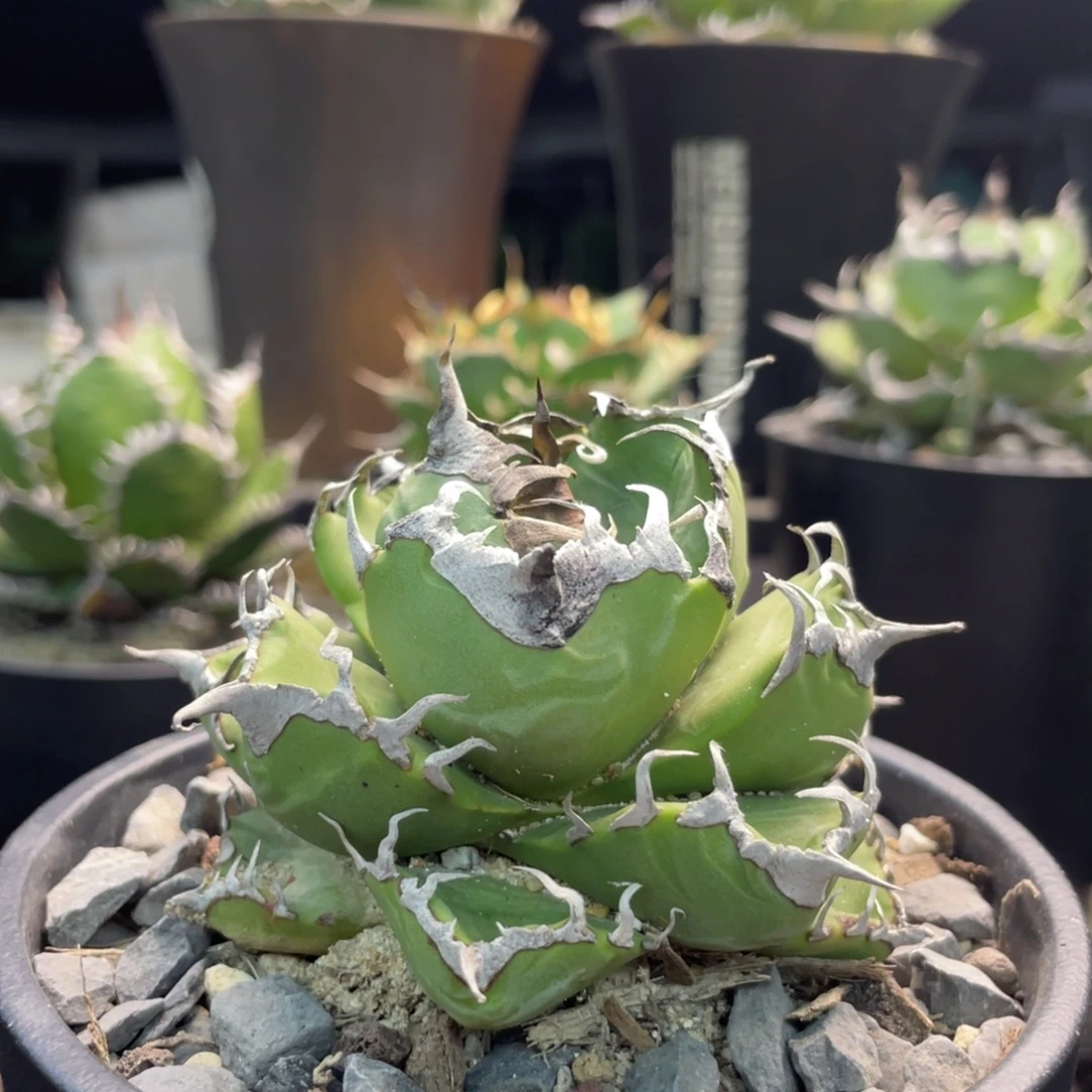 包子魔丸88888888888