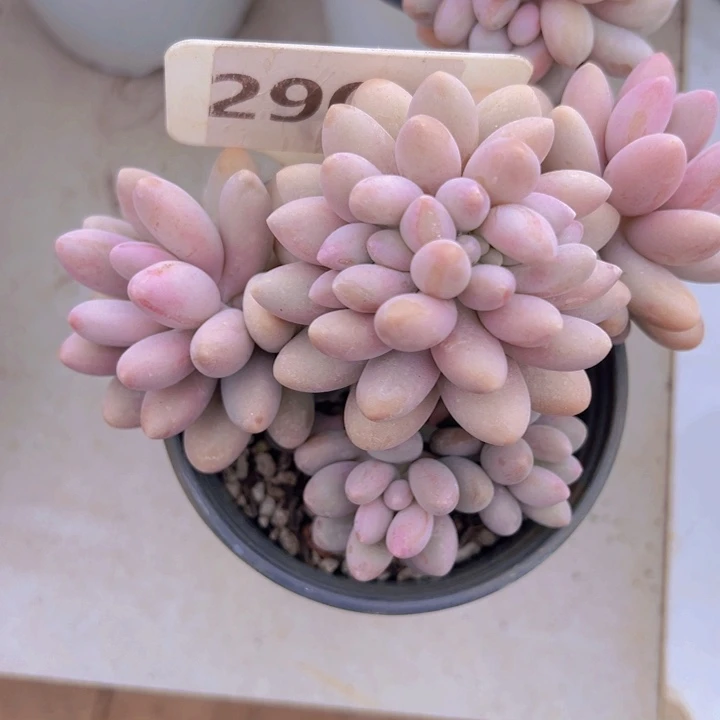 健健康康平平安安