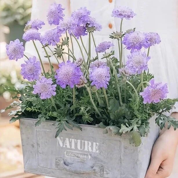 蓝盆花苗盆栽耐寒多年生矮生花卉庭院阳台室内外观赏蓝色系植物