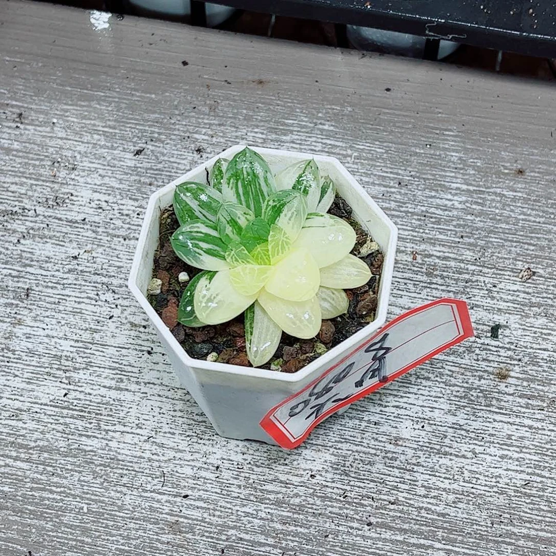 花火锦玉露一勿一拍