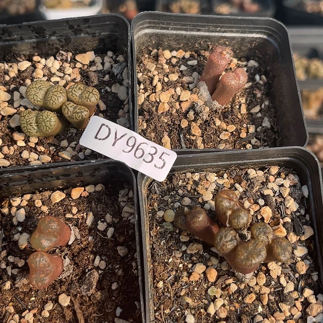 18包邮一物一拍勋章9535