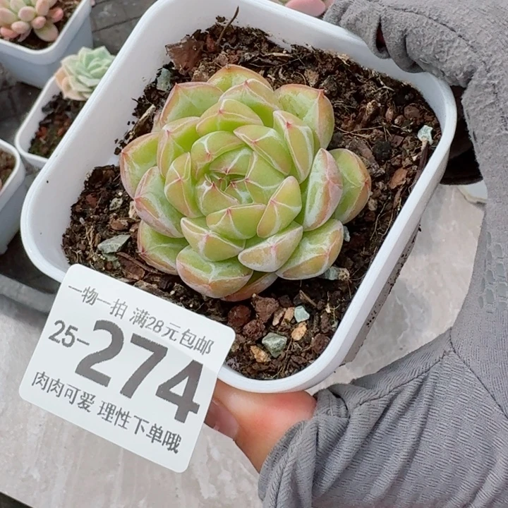 雪花珍妮无盆土发货多