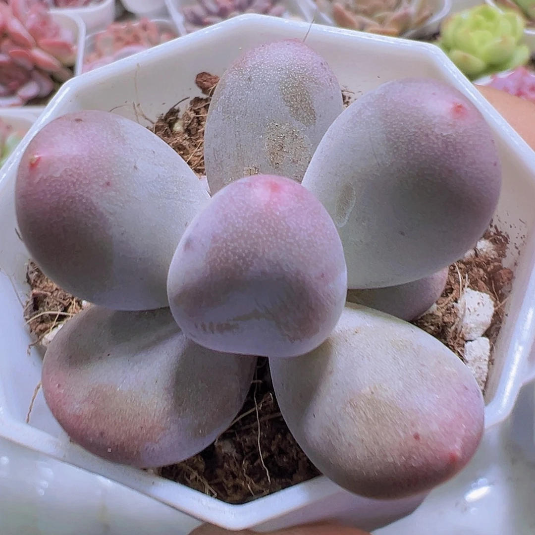 米可奶19包邮多肉植物