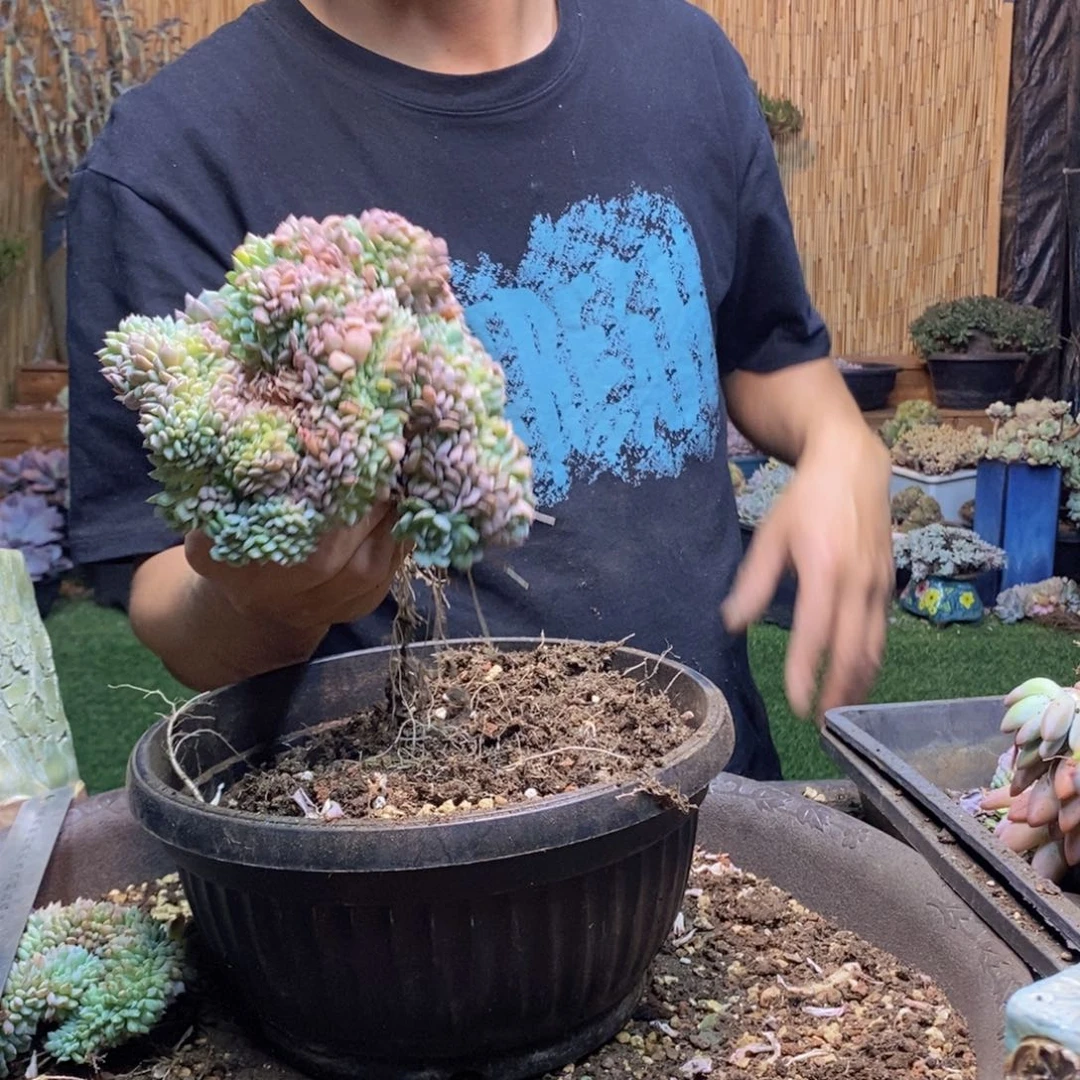 数****⭐685 号白胖子多肉