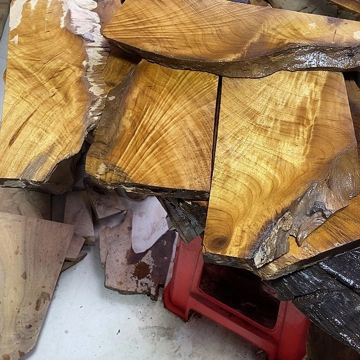 楠木金丝楠木小叶