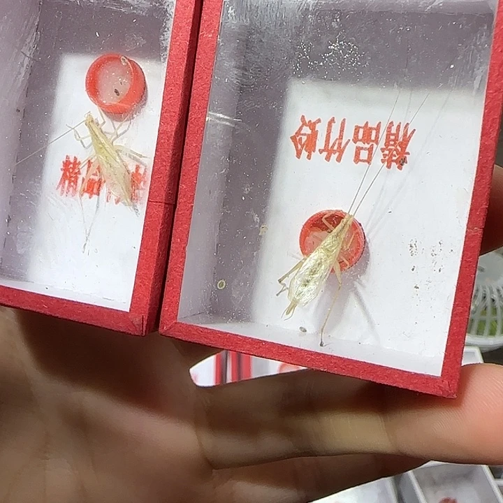 甘肃黑青竹蛉—大个头