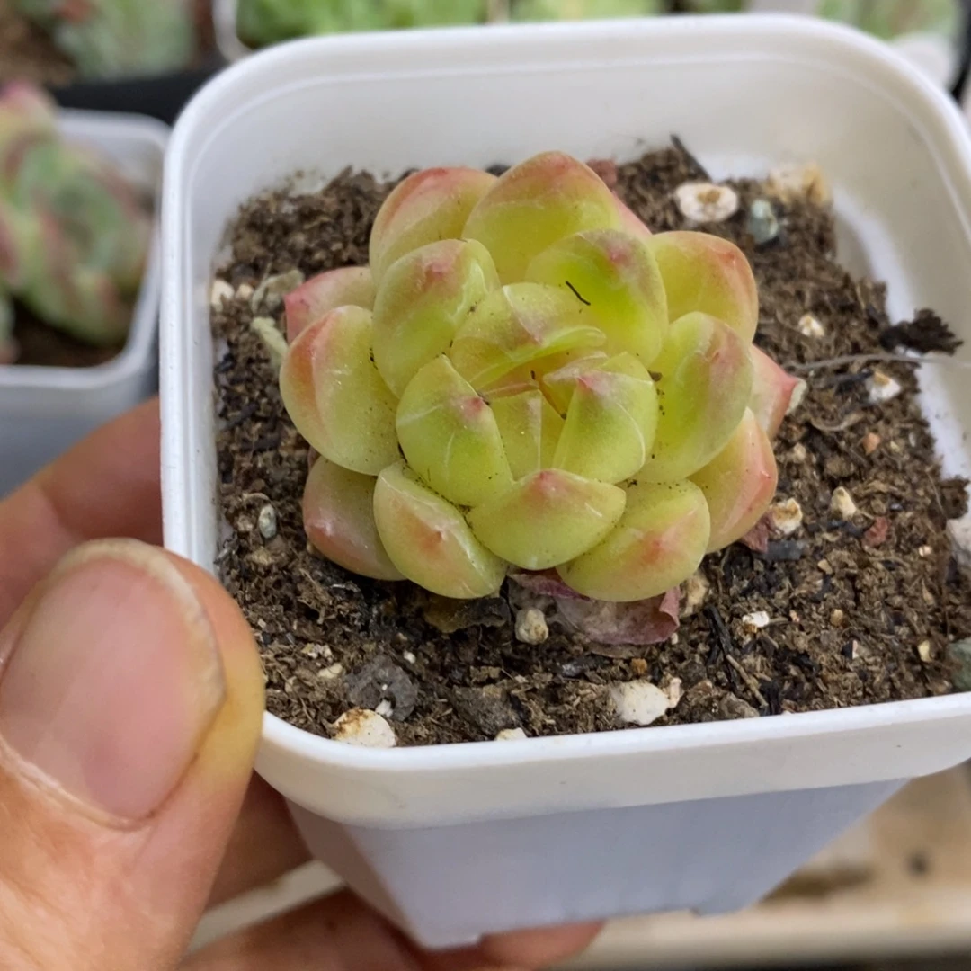 精品多肉一物一拍不包整48